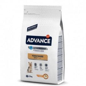 Advance Yorkshire Terrier - 1